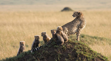 Kenya Safari's